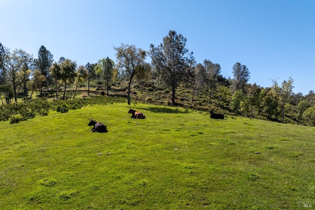 view of yard with a rural view