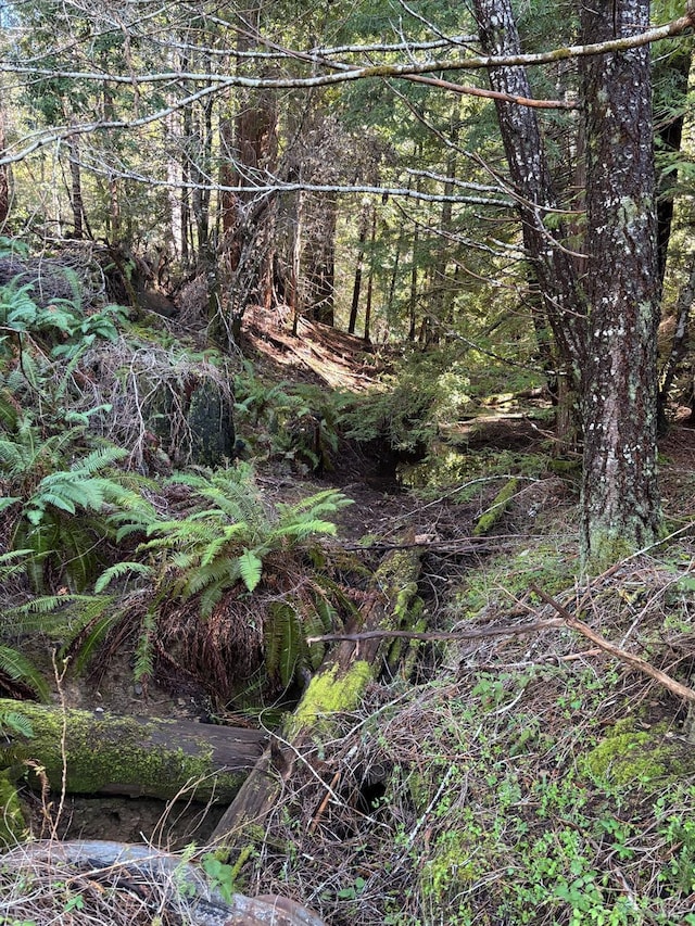 view of local wilderness