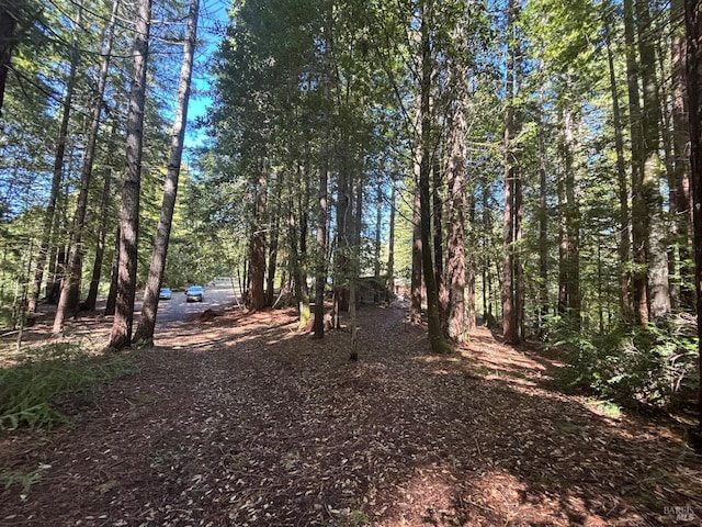 view of local wilderness