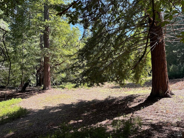 view of local wilderness