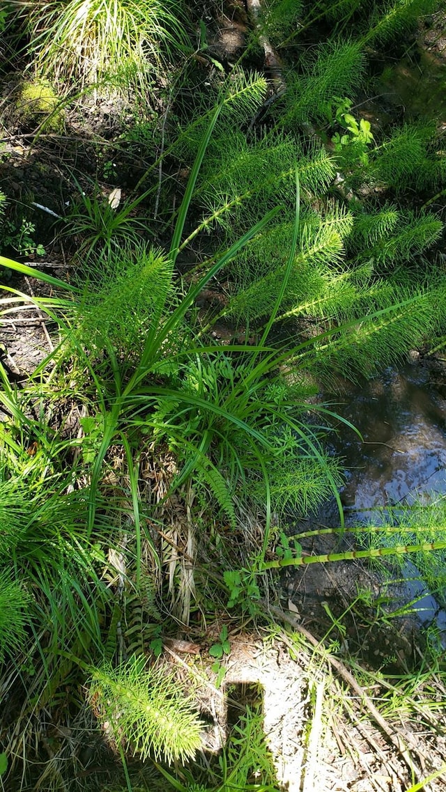 view of nature featuring a water view