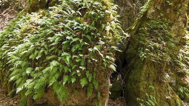 view of local wilderness