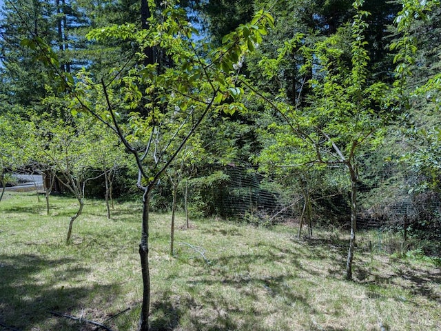 view of local wilderness