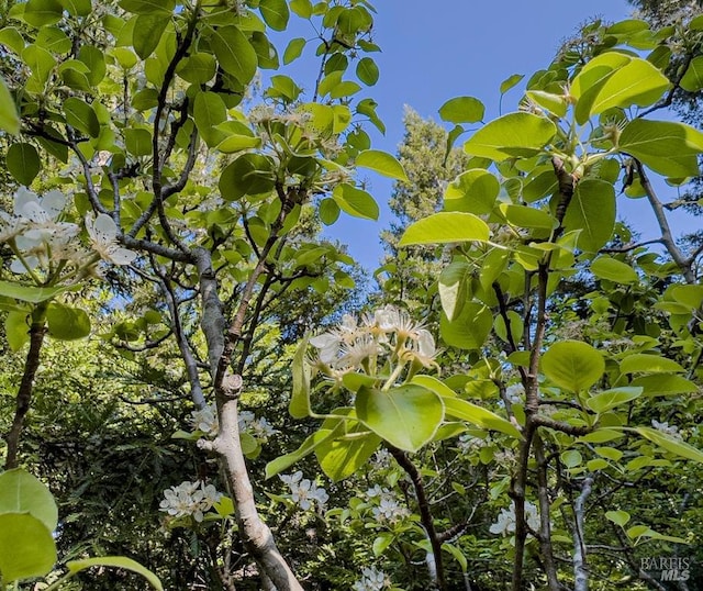 view of nature