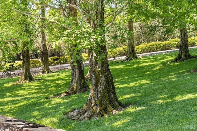 exterior space with a lawn