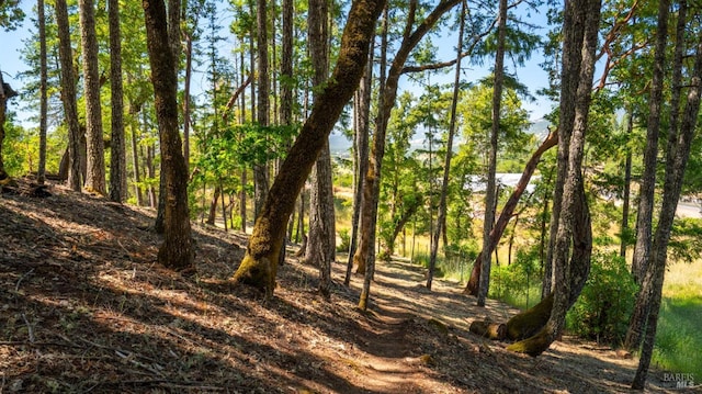 view of local wilderness