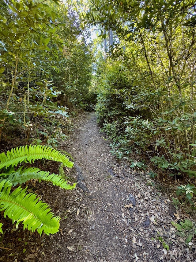 21995 Ansel Ct, Timber Cove, CA 95450 - view of local wilderness
