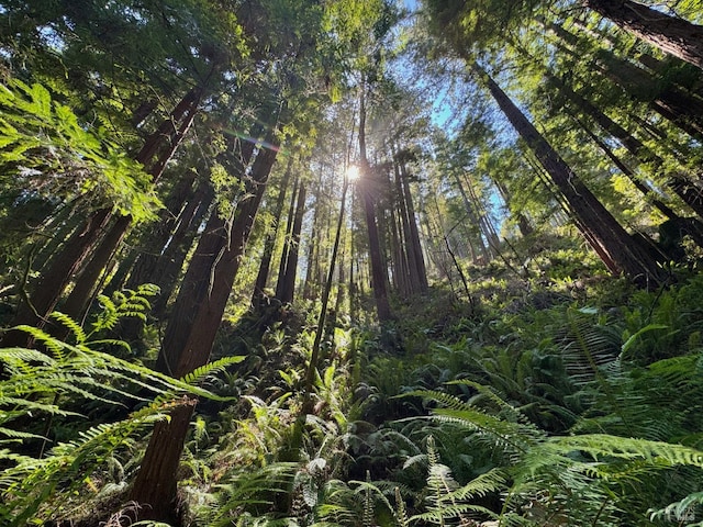 view of local wilderness