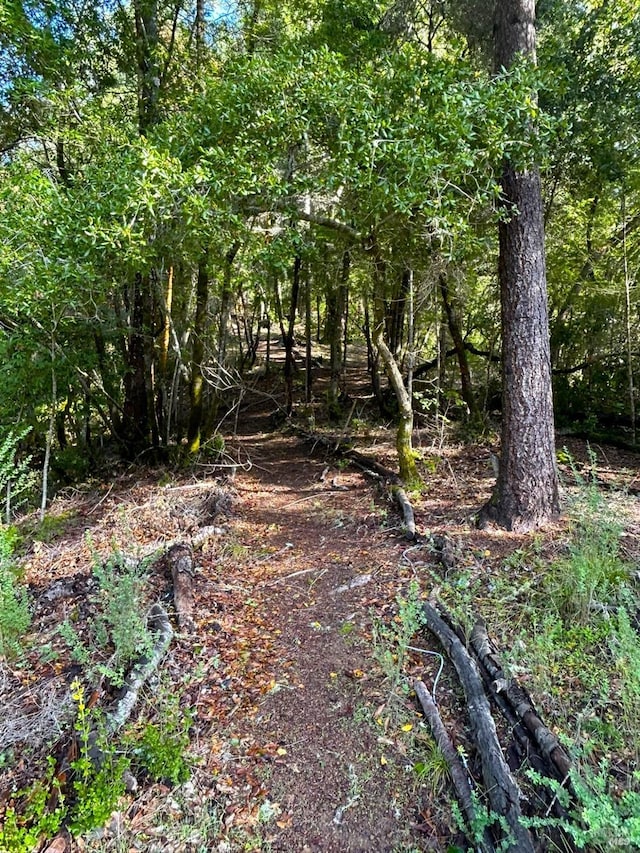 view of local wilderness