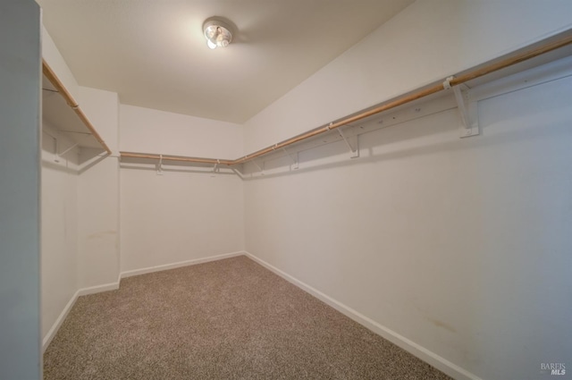 spacious closet featuring carpet flooring