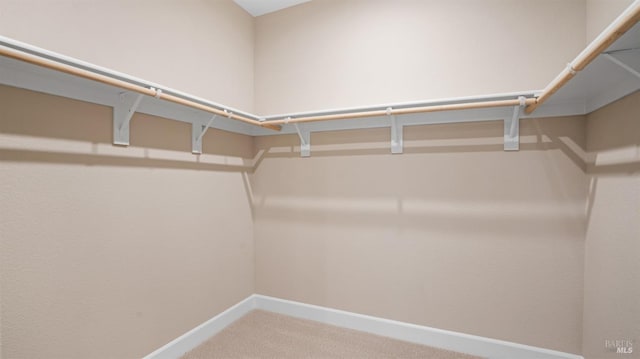 walk in closet featuring carpet flooring