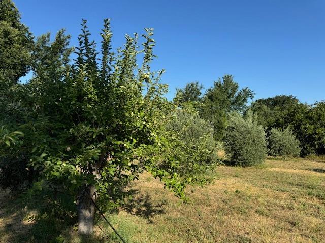 view of local wilderness