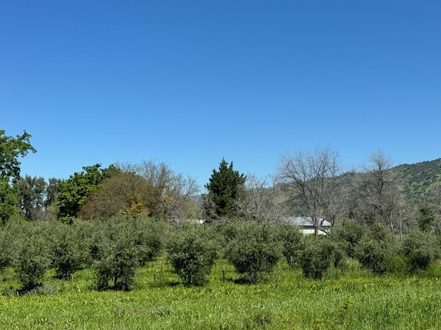 view of local wilderness