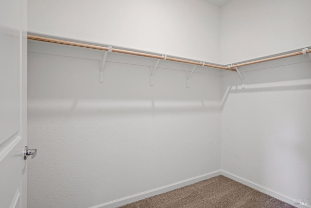 walk in closet with carpet flooring