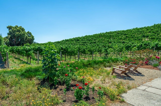 view of yard featuring a rural view