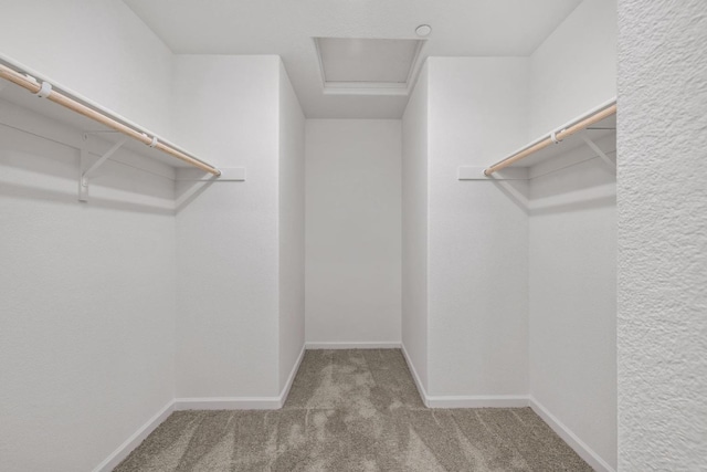 walk in closet with carpet flooring and attic access