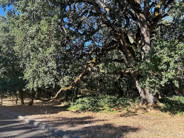 view of local wilderness