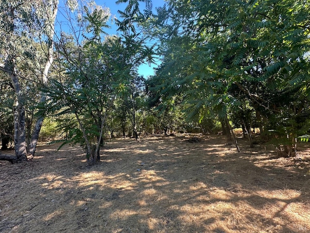 view of local wilderness