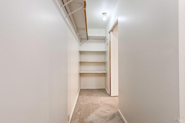 walk in closet with carpet flooring