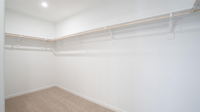 walk in closet featuring carpet floors