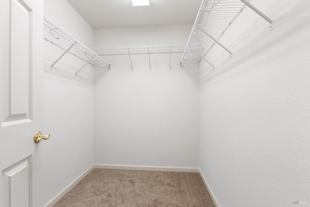 spacious closet featuring carpet