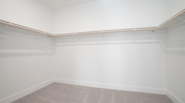 walk in closet featuring carpet flooring