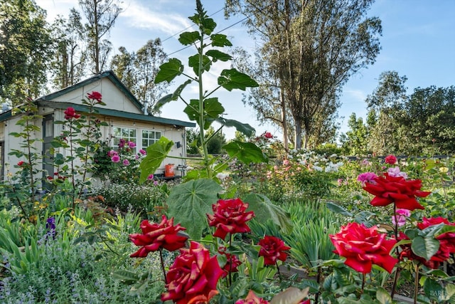 4344 Langner Ave, Santa Rosa, CA 95407 - view of yard