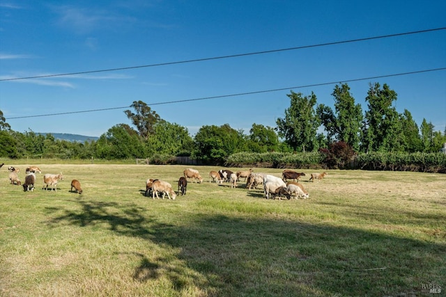 view of yard with a rural view