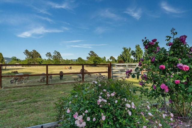 view of yard with a rural view