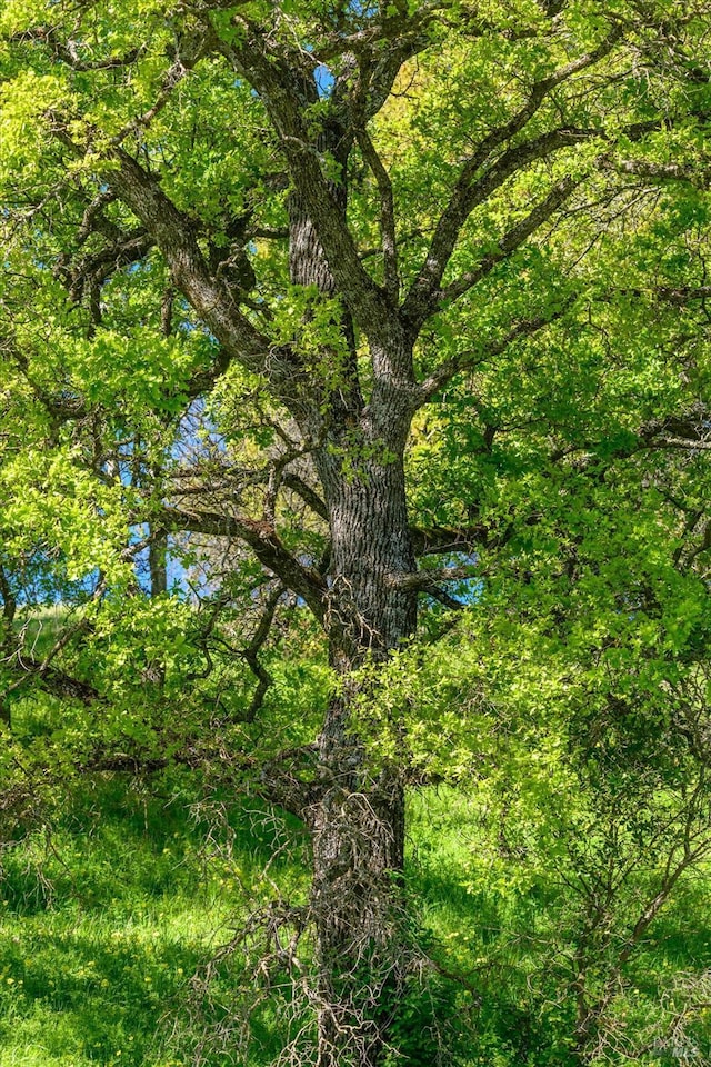view of nature featuring a view of trees