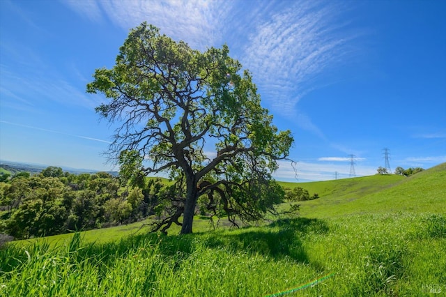 view of local wilderness