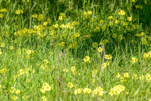 view of local wilderness
