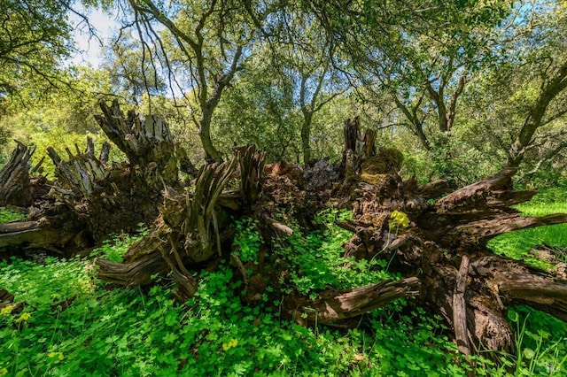 view of nature with a wooded view