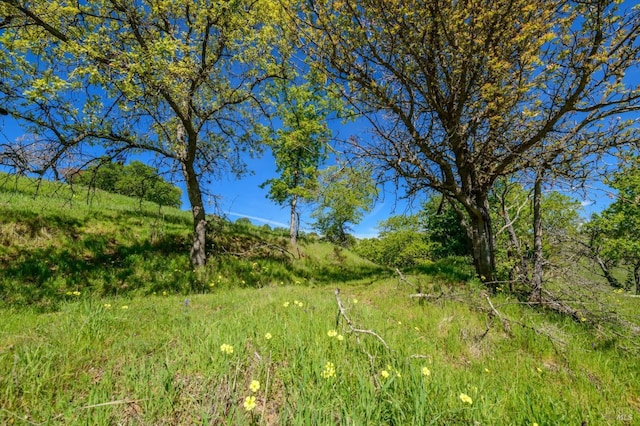 view of local wilderness