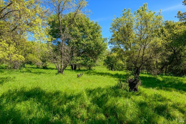 view of local wilderness