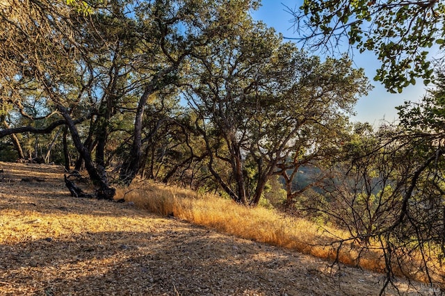 view of local wilderness