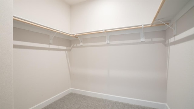 walk in closet featuring carpet flooring