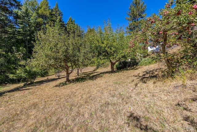 31026 Albion Ridge L Rd, Albion, CA 95410 - view of nature