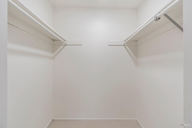 spacious closet featuring carpet flooring