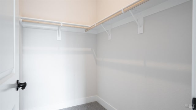 spacious closet featuring carpet flooring