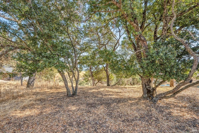 view of local wilderness