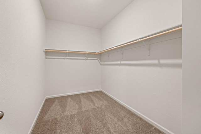 walk in closet featuring carpet flooring