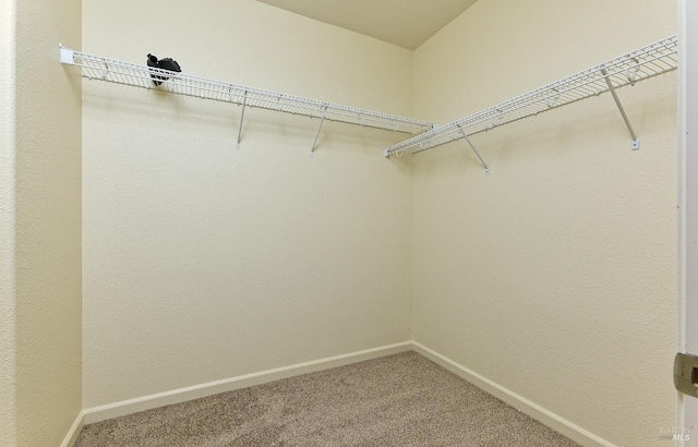 walk in closet featuring carpet flooring