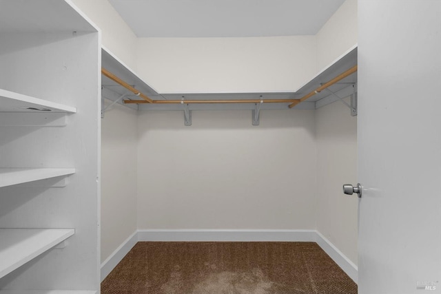 spacious closet featuring carpet floors