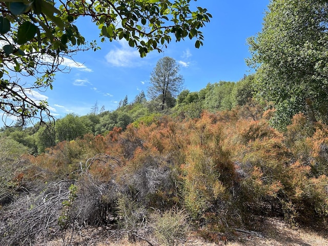 view of local wilderness