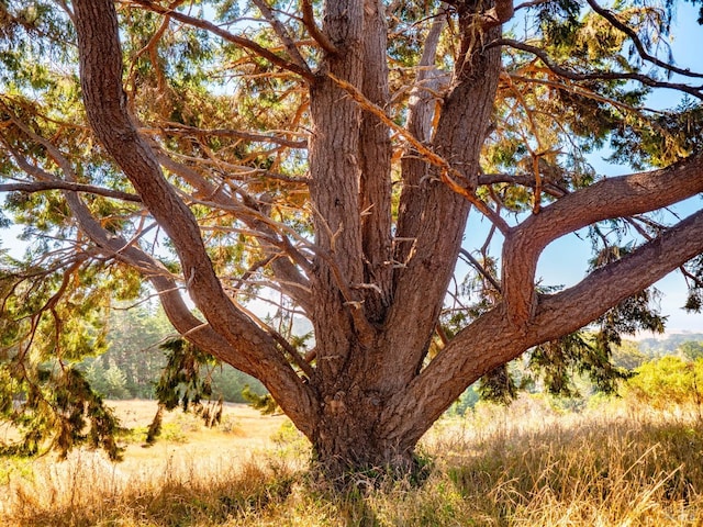 view of nature