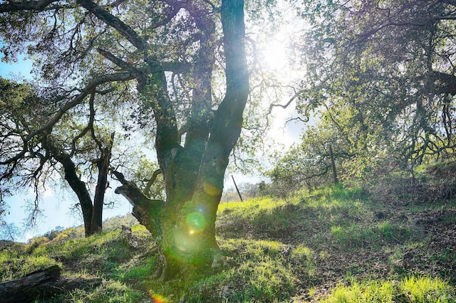 view of local wilderness