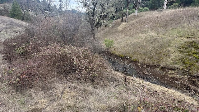 view of local wilderness