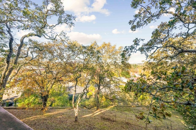 view of local wilderness