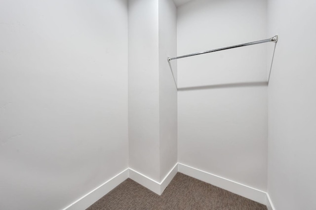 spacious closet featuring carpet flooring